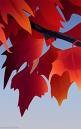 automne.jpg